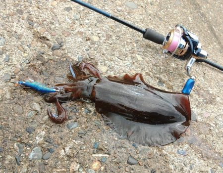 デイエギングで胴長２０ｃｍ